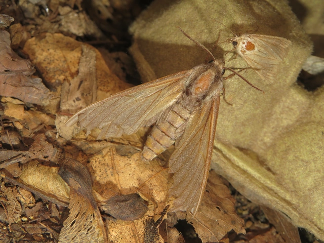 fenyőszender - Hyloicus pinastri