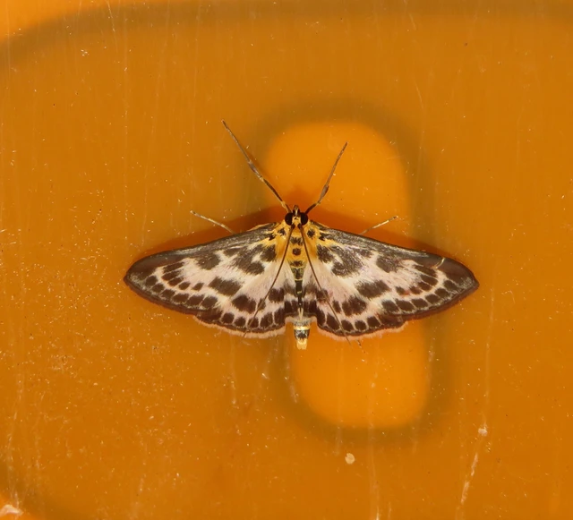 tarka csalánmoly - Anania hortulata