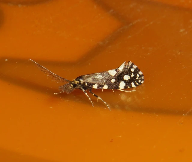 fésűscsápú korhadékmoly - Euplocamus anthracinalis