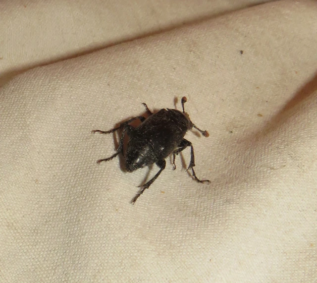 fekete temetőbogár - Nicrophorus humator