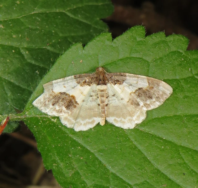 Ligdia adustata - barna levélaraszoló