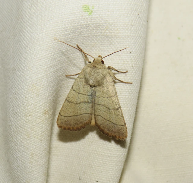 háromsávos lombbagoly - Charanyca trigrammica