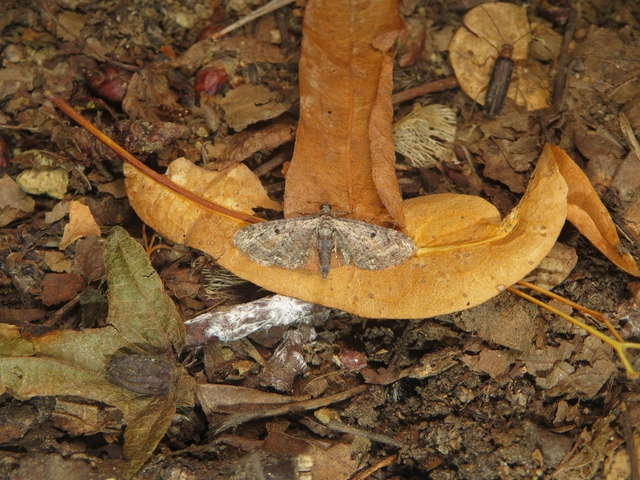 rozsdafoltos törpearaszoló - Eupithecia icterata