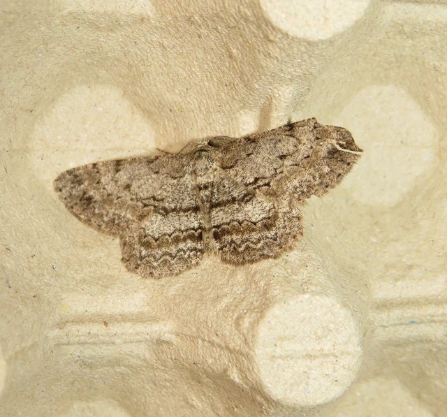Hypomecis punctinalis - pettyes faaraszoló