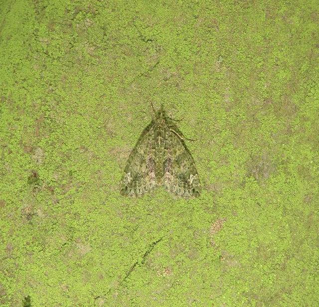 Chloroclysta siterata - salátazöld araszoló