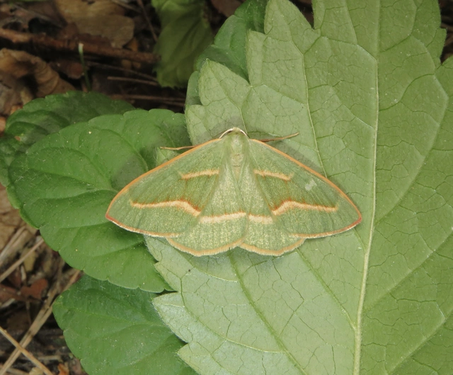 erdeifenyő-sávosaraszoló - Hylaea fasciaria