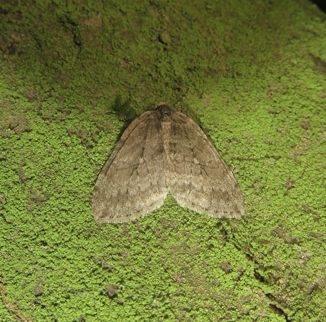 Epirrita christyi/dilutata