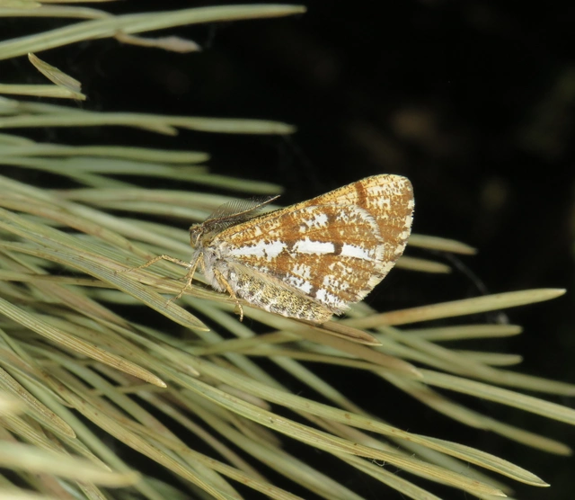 fenyőaraszoló - Bupalus piniaria