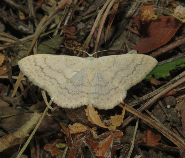 tejfehér sávosaraszoló - Scopula floslactata