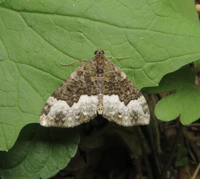 szegletes tarkaaraszoló - Euphyia biangulata