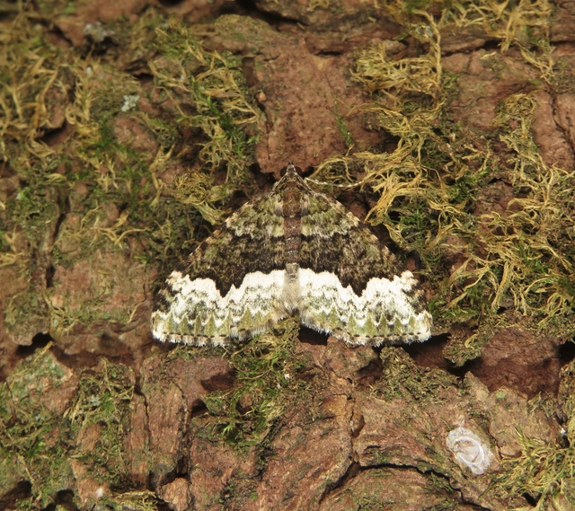Euphyia biangulata - szegletes tarkaaraszoló