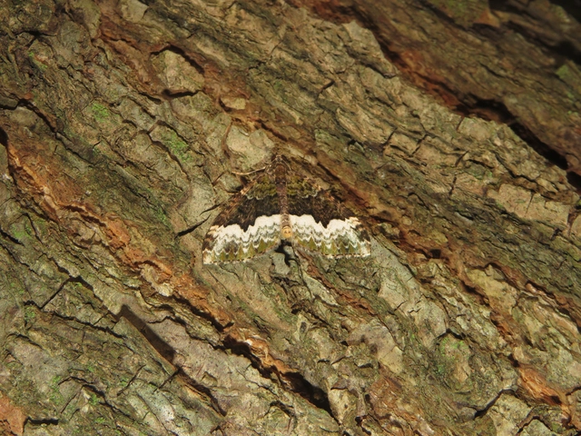 Euphyia biangulata - szegletes tarkaaraszoló