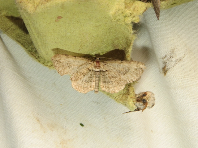 fakó iszalagaraszoló - Horisme tersata