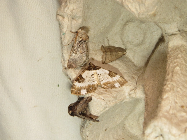 Melanthia procellata - hullámos tarkaaraszoló