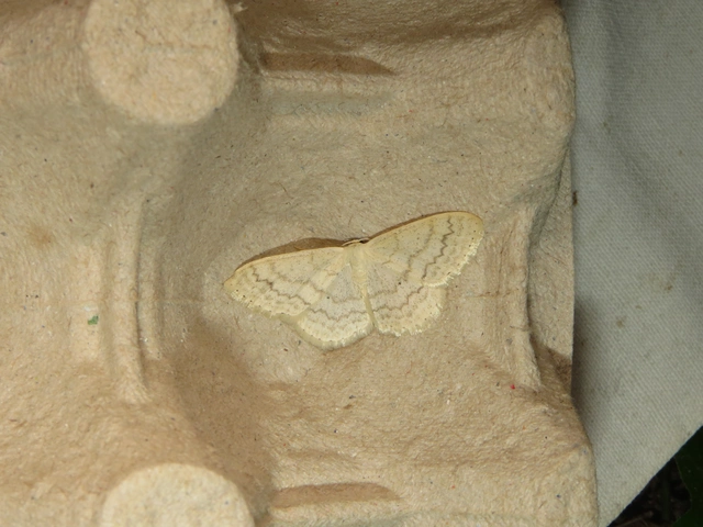 Scopula floslactata - tejfehér sávosaraszoló