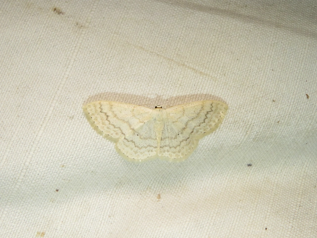 Scopula floslactata - tejfehér sávosaraszoló