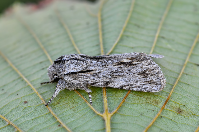 Asteroscopus sphinx - csillagnéző bundásbagoly