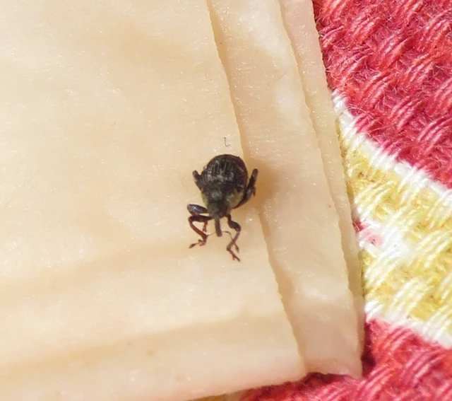 közönséges csalánormányos - Nedyus quadrimaculatus