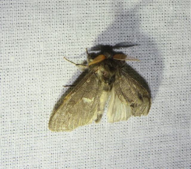 hamvasszövő - Calliteara pudibunda