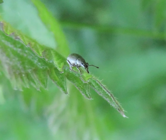 Centricnemus leucogrammus - kis kendermagbogár Centricnemus leucogrammus - kis kendermagbogár