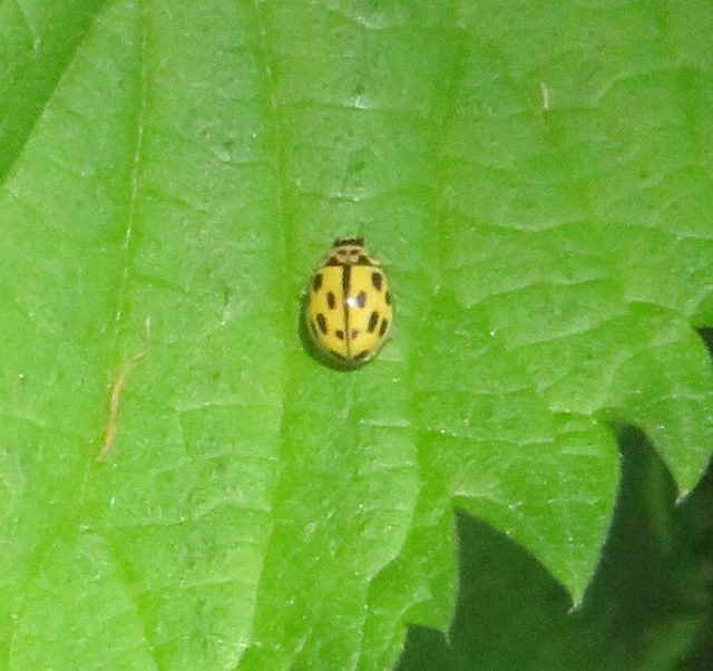 tizennégypettyes füsskata - Propylea quatuordecimpunctata