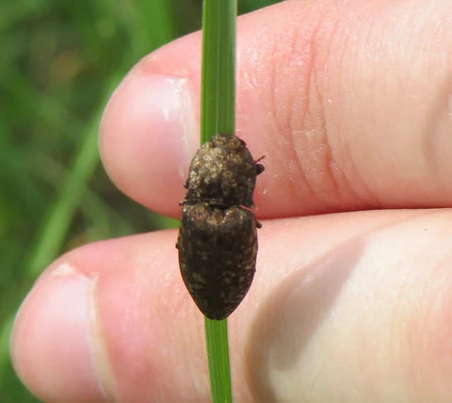 egérszínű pikkelyespattanó - Agrypnus murinus