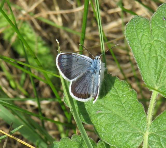 ezüstös boglárka - Plebejus argus