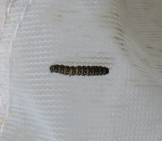 Shargacucullia