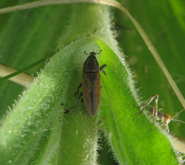 vaskosorrú dudvabarkó - Lixus brevipes