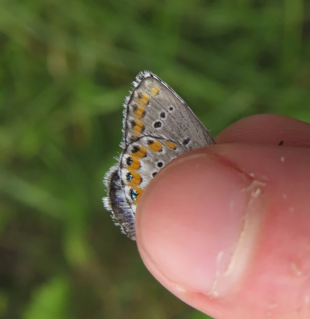 tintakék boglárka - Plebejus argyrognomon