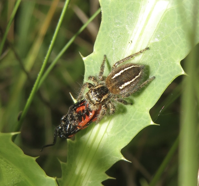 Philaeus chrysops - piros ugrópók