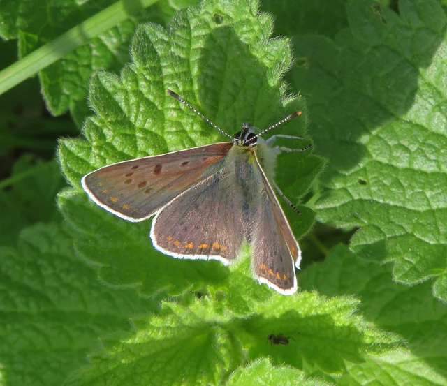 barna tűzlepke - Lycaena tityrus
