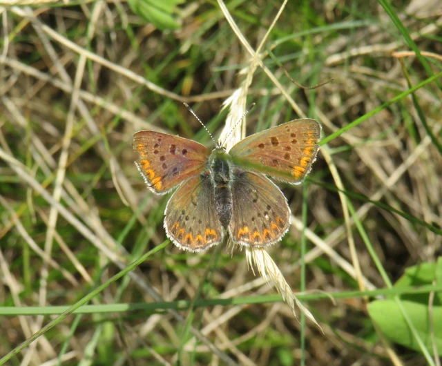Lycaena tityrus - barna tűzlepke