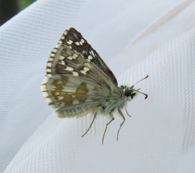 nagy busalepke - Pyrgus carthami