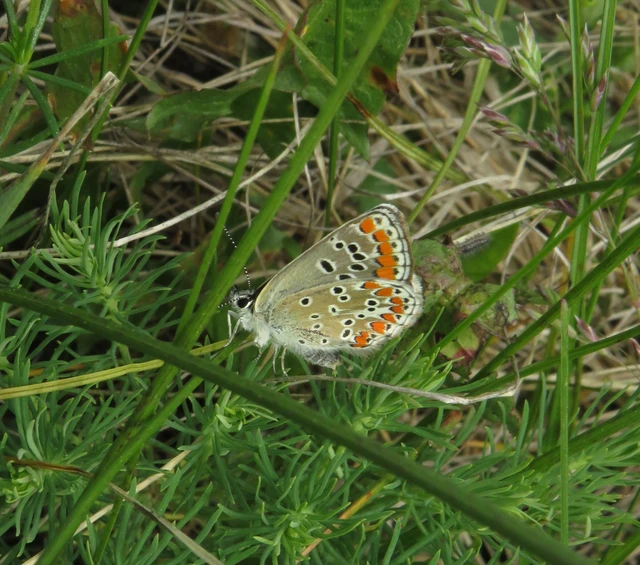 Aricia agestis - szerecsenboglárka