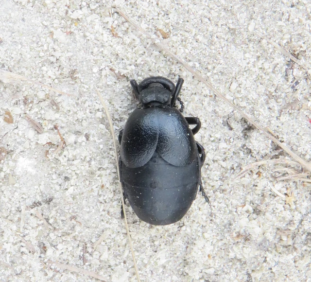 érdes nünüke - Meloe scabriusculus