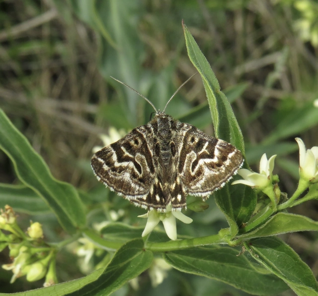 lóhere-nappalibagoly - Callistege mi