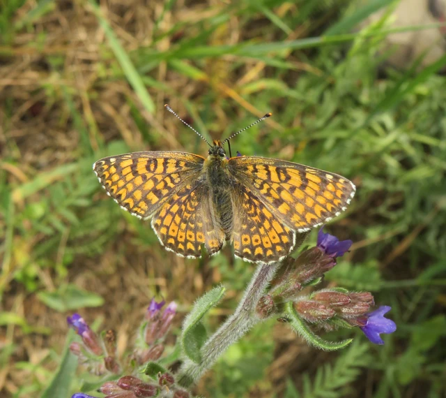 réti tarkalepke - Melitaea cinxia