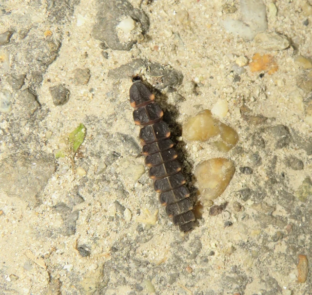 nagy szentjánosbogár - Lampyris noctiluca