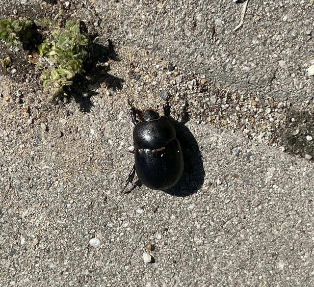 butabogár - Pentodon idiota