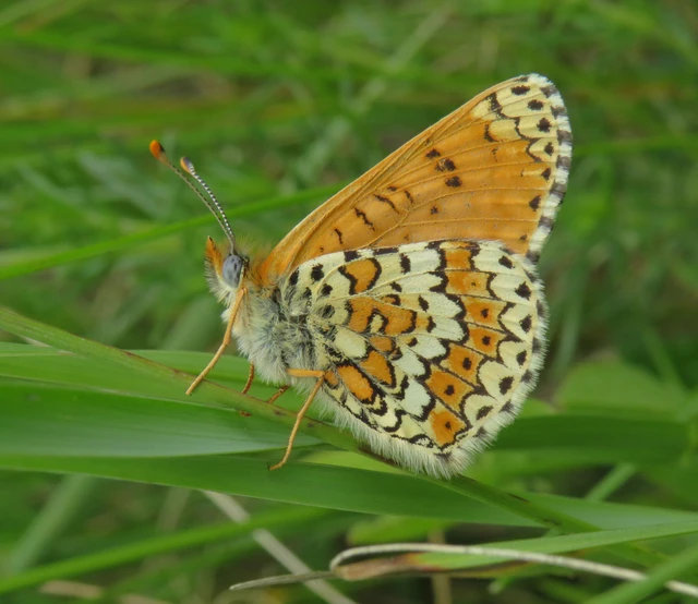 Melitaea cinxia - réti tarkalepke