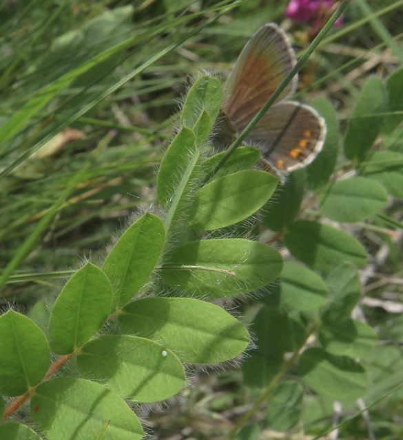 fóti boglárka - Plebejides sephirus kovacsi