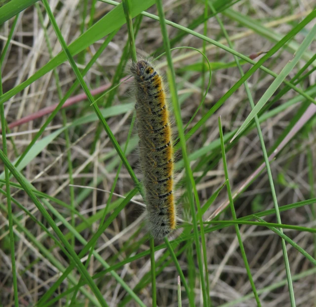lóhereszövő - Lasiocampa trifolii
