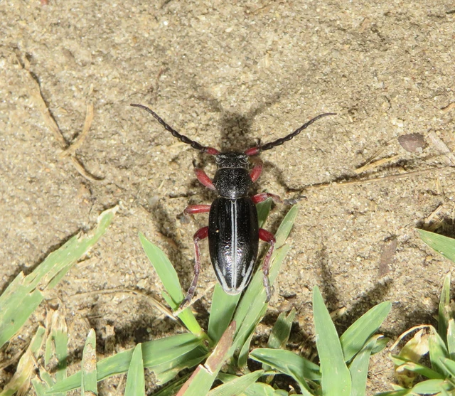 kétsávos gyalogcincér - Dorcadion pedestre