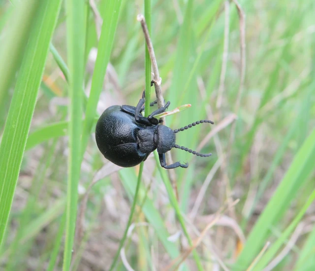 Meloe scabriusculus - érdes nünüke