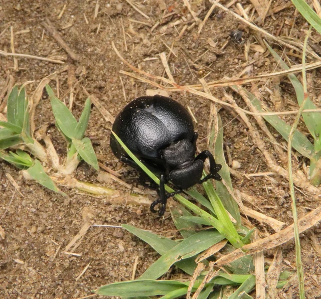 Meloe scabriusculus - érdes nünüke