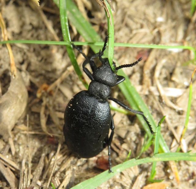 Meloe scabriusculus - érdes nünüke