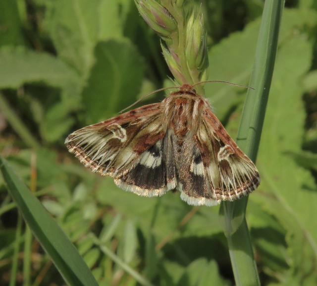 kis sugarasbagoly - Actinotia radiosa