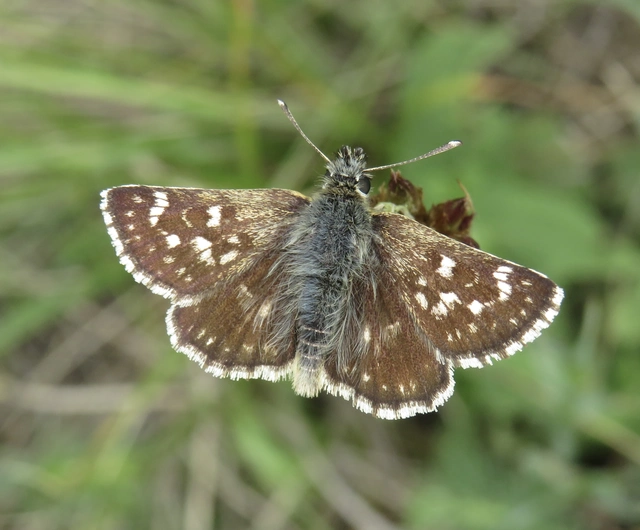 törpe busalepke - Spialia orbifer