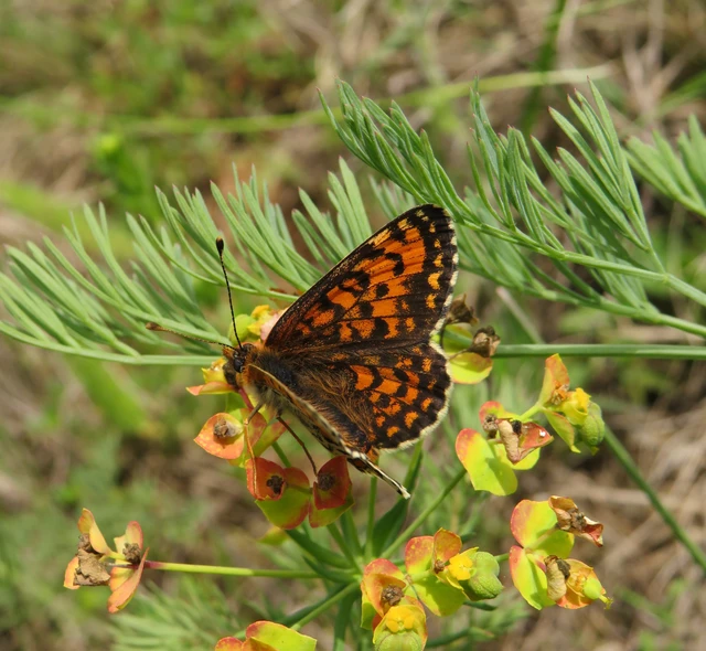 kis tarkalepke - Melitaea trivia
